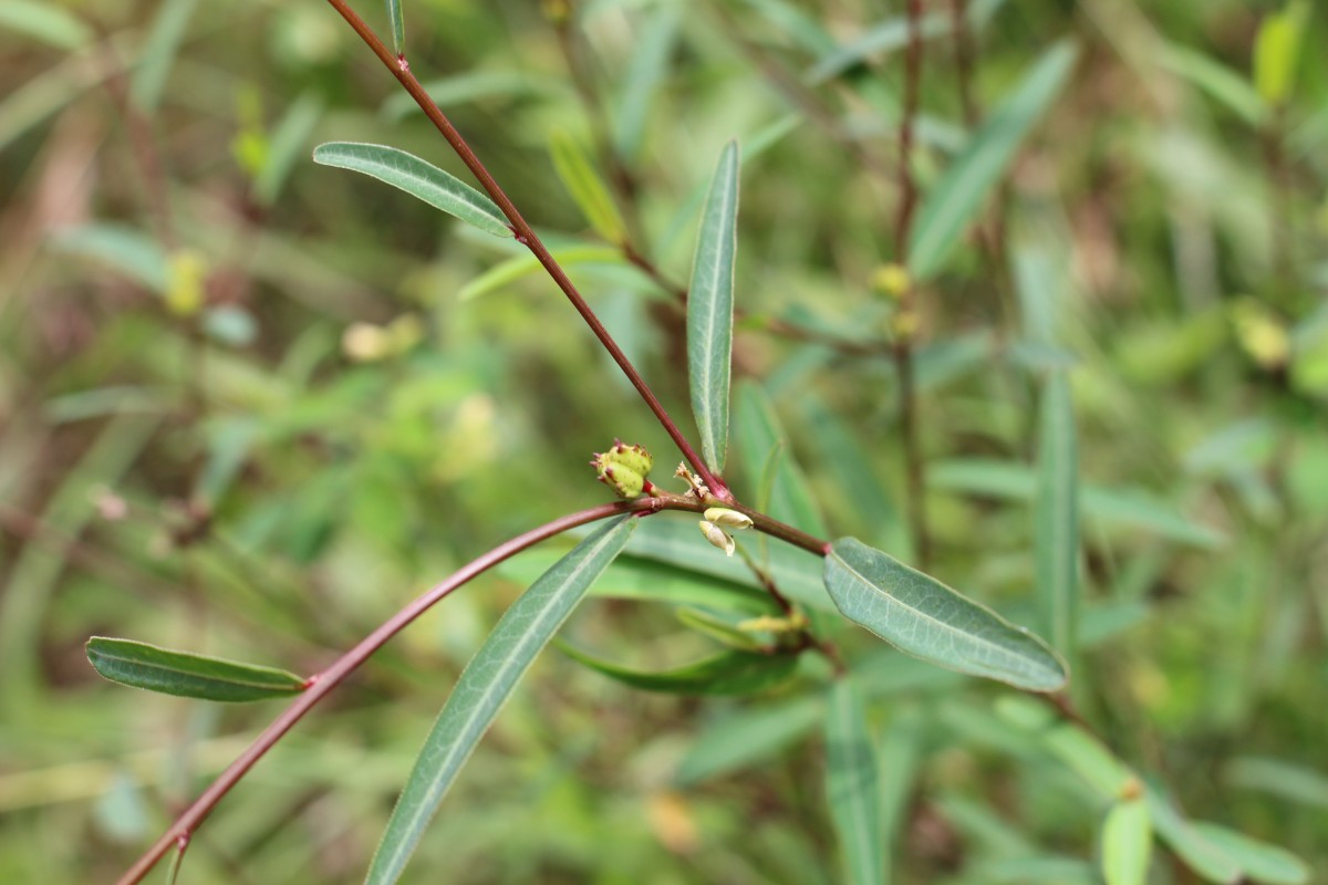 Microstachys chamaelea (L.) Müll.Arg.